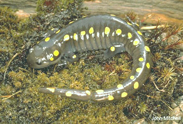 Salamandre Maculée