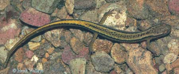 Salamandre à Deux Lignes du Nord