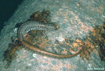 Salamandre à Quatre Doigts