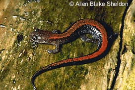 Salamandre Rayée