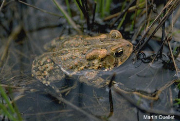 Crapaud d'Amérique