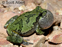 Hyla chrysocelis