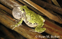 Hyla versicolor