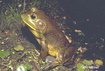 Lithobates catesbeianus