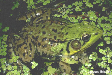 Lithobates clamitans melanota