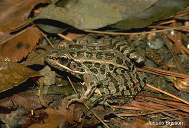 Lithobates palustris