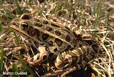 Lithobates pipiens