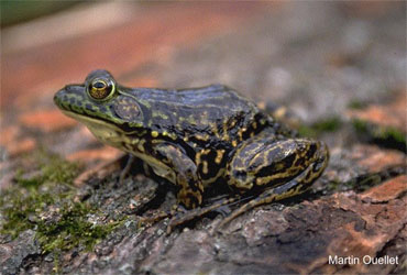 Lithobates septentrionalis