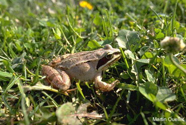 Lithobates sylvaticus