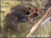 anciennementGrenouille des Bois