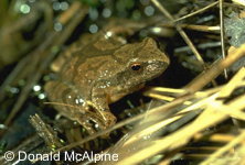 Pseudacris crucifer