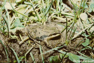 Pseudacris maculata