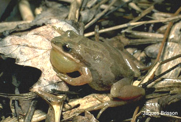 Pseudacris triseriata