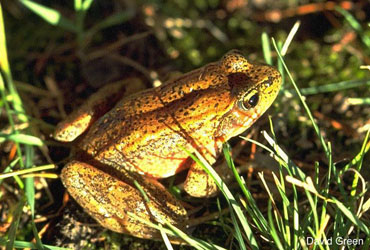 Grenouille à Pattes Rouges