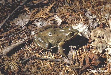 Grenouille Maculée de Columbia