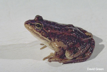 Grenouille Maculée de l'Orégon