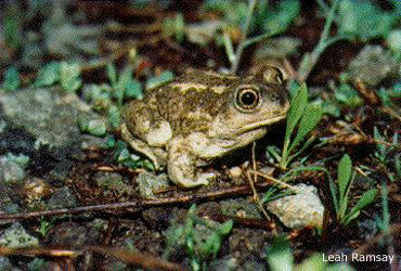 Crapaud du Grand Bassin