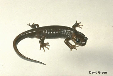 Ambystoma gracile