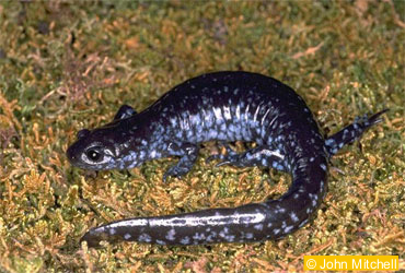Jefferson Salamander