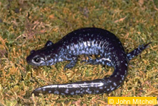 Ambystoma jeffersonianum