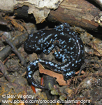 Ambystoma laterale