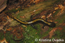 Ambystoma macrodactylum coumbianum