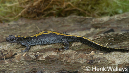 Salamandre à Longs Doigts du Nord