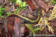 Ambystoma macrodactylum macrodactylum