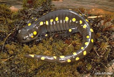 Ambystoma maculatum