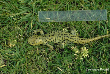 Ambystoma mavortium diaboli