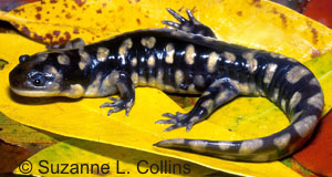 Ambystoma tigrinum