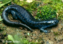 Ambystoma texanum