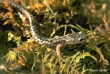 Aneides vagrans