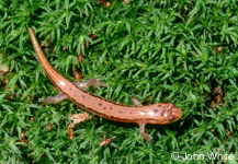 Desmognathus ochrophaeus