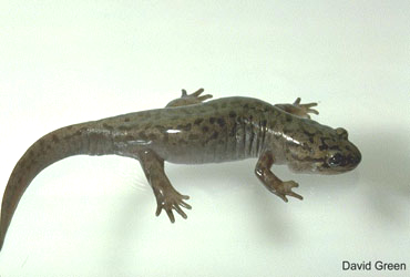 Dicamptodon tenebrosus