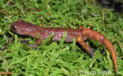 Ensatina eschsholtzii oreonensis