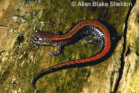 Plethodon cinereus