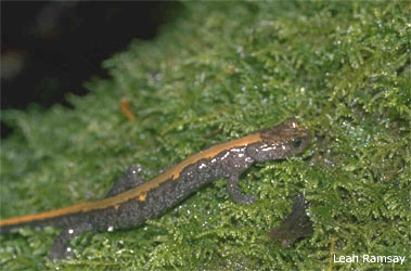 Plethodon idahoensis