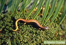 Salamandre ô Dos Rayé