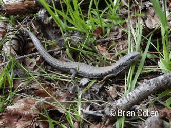 Alligator Lizard