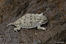 Iguane pygmée à cornes courtes