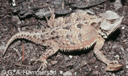 Grand Iguane à Petites Cornes