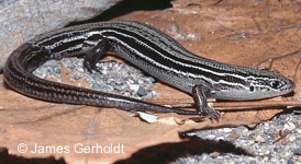 Plestiodon septentrionalis septentrionalis