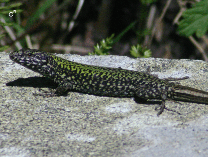 Podacis muralis