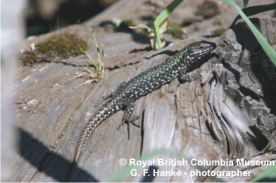 Lézard-des-Murailles