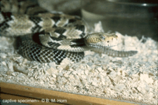 Crotalus horridus