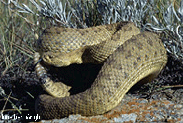 Crotalus oreganus