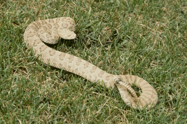 Crotalus viridis