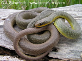 Coluber constrictor flaviventris