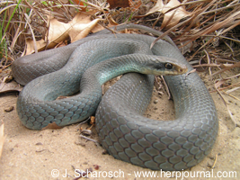 Couleuvre Agile bleue